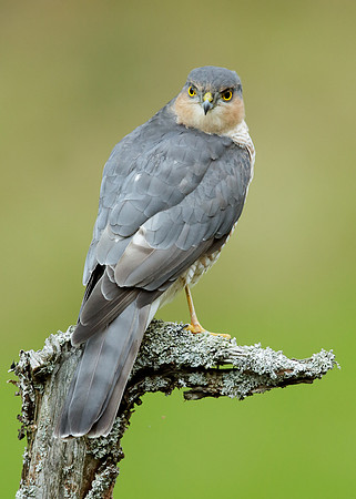 Sparrowhawk Accipiter nisus
