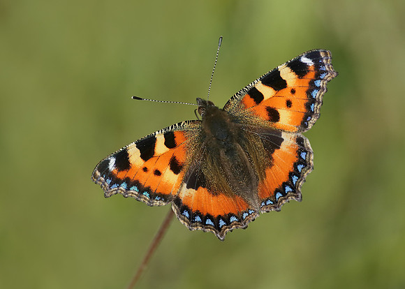 Small Tortoiseshell Aglais urticae