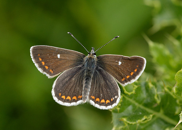 Northern Brown Argus Aricia artaxerxes artaxerxes