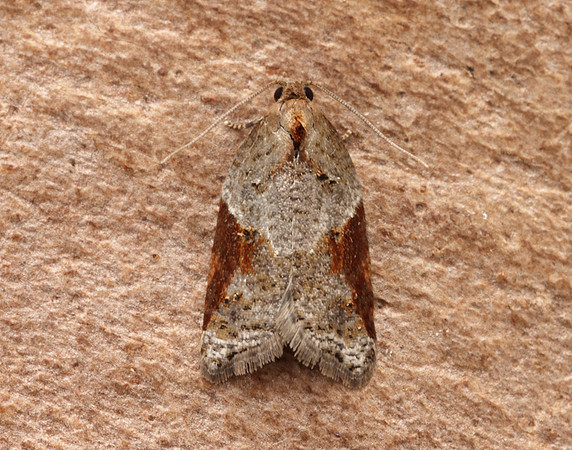 49.066 BF1038 Acleris laterana