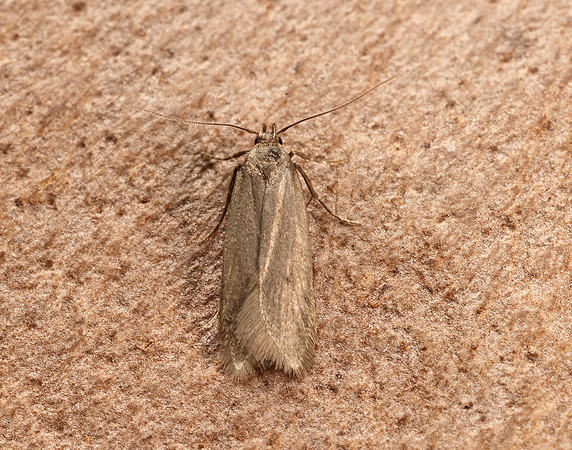 35.026 BF855 Acompsia cinerella