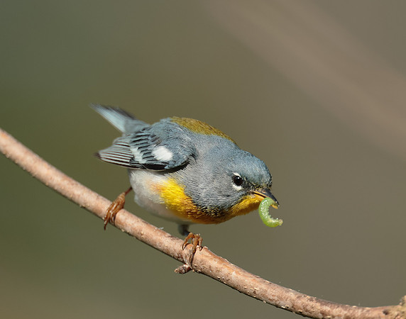 Northern Parula