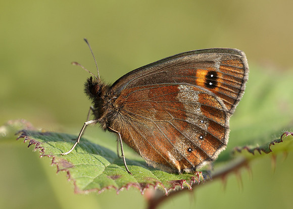 Scotch Argus Erebia aethiops