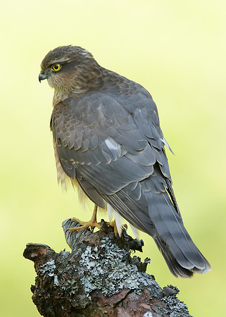 Sparrowhawk Accipiter nisus