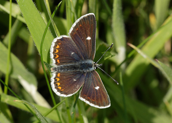 Northern Brown Argus Aricia artaxerxes artaxerxes