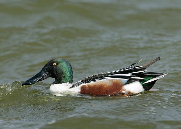 Shoveler Anas clypeata