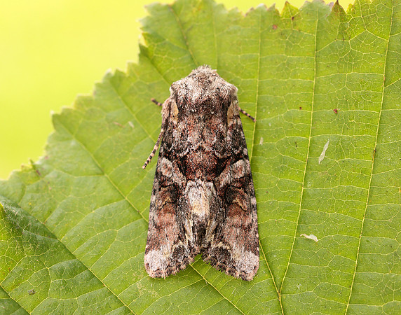 73.265 BF2156 Beautiful Brocade Lacanobia contigua