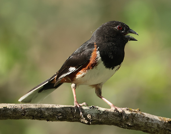 Eastern Towhee Pipilo erythrophthalmus