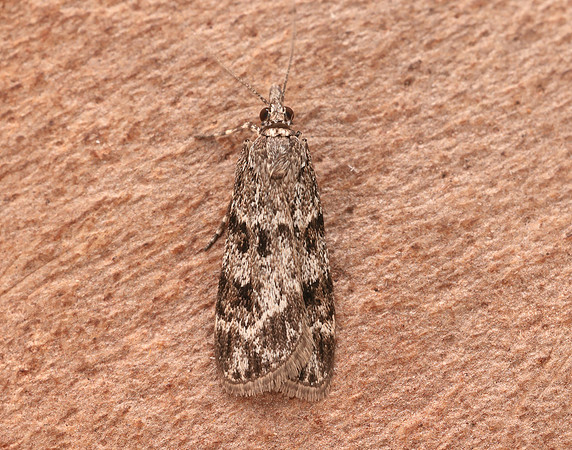 63.064 BF1334 Scoparia ambigualis
