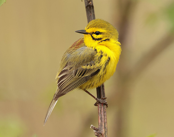 Prairie Warbler Setophaga discolor