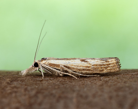 63.090 BF1306 Agriphila inquinatella