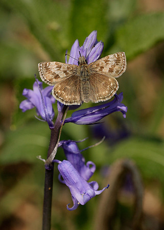 Dingy Skipper Erynnis tages