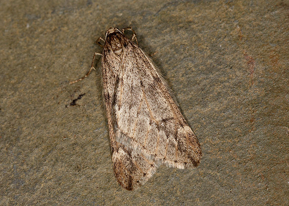 70.245 BF1663 March Moth Alsophila aescularia