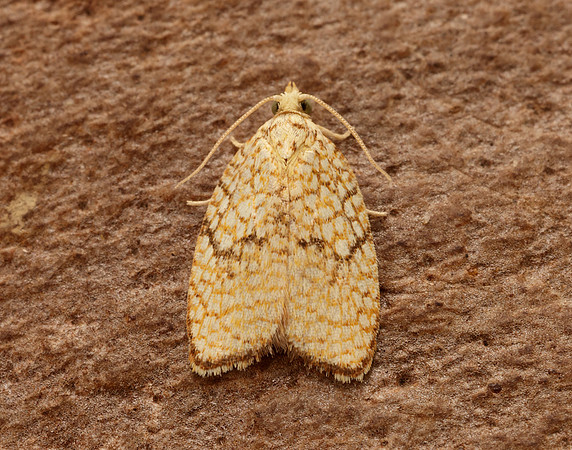 49.062 BF1036 Acleris forsskaleana