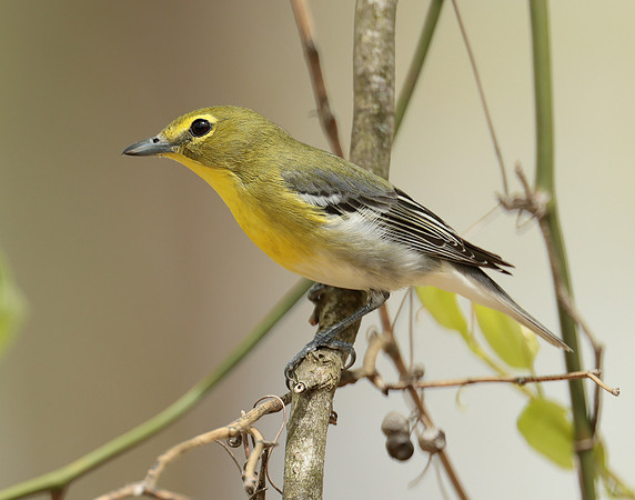 Yellow-throated Vireo Vireo flavifrons