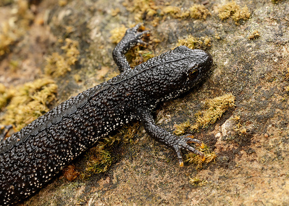 Great Crested Newt Triturus cristatus;