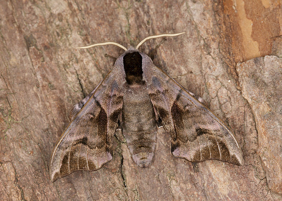 69.002 BF1980 Eyed Hawk-moth Smerinthus ocellata