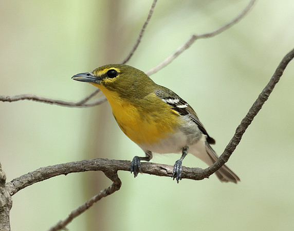 Yellow-throated Vireo Vireo flavifrons