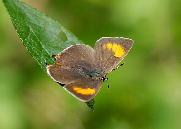 Brown Hairstreak Thecla betulae