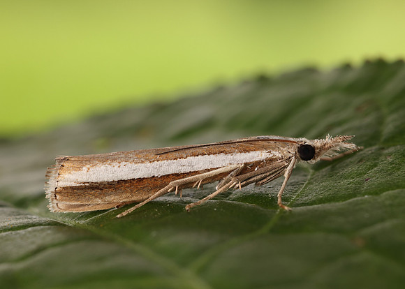 63.091 BF1307 Agriphila latistria