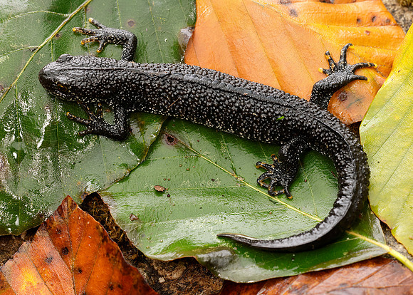 Great Crested Newt Triturus cristatus;