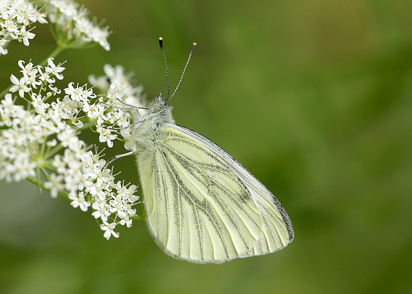 Green-veined White Pieris napi