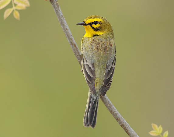Prairie Warbler Setophaga discolor