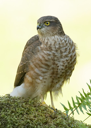 Sparrowhawk Accipiter nisus