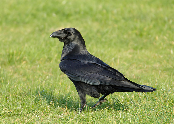 Raven Corvus corax
