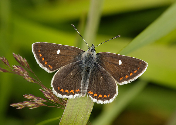Northern Brown Argus Aricia artaxerxes artaxerxes