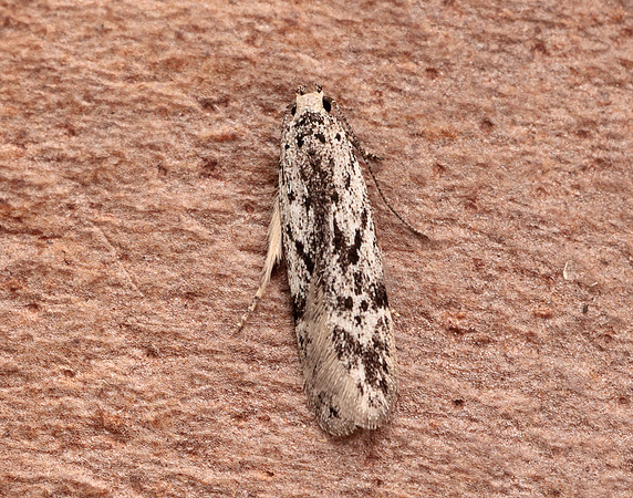 35.151 BF770 Carpatolechia proximella
