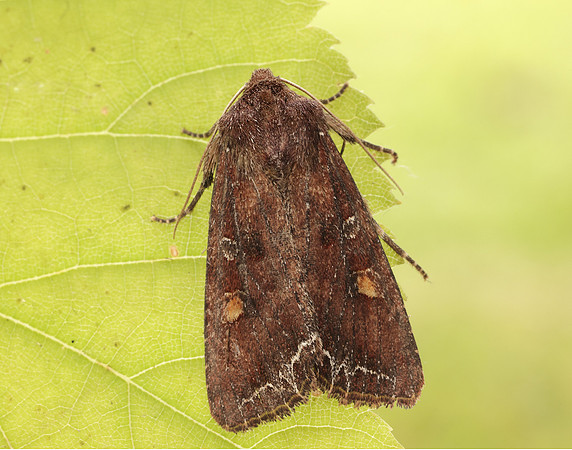 73.267 BF2160 Bright-line Brown-eye Lacanobia oleracea