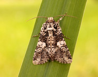 73.283 BF2171 Marbled Coronet Hadena confusa