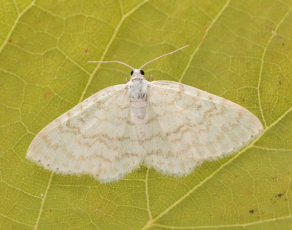 70.111 BF1875 Small White Wave Asthena albulata