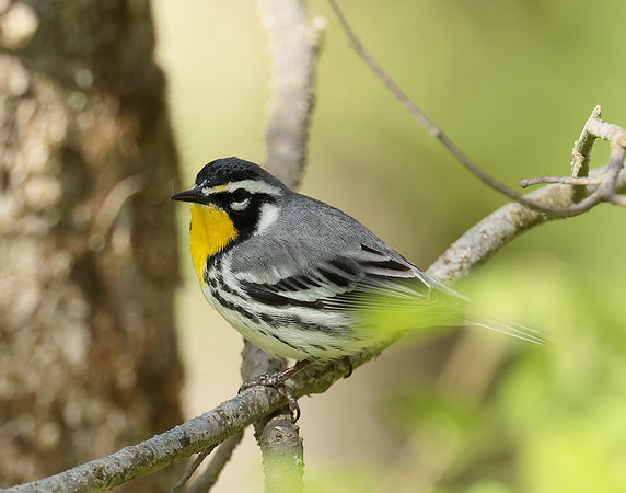 Yellow-throated Warbler  Setophaga dominica