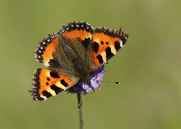 Small Tortoiseshell Aglais urticae