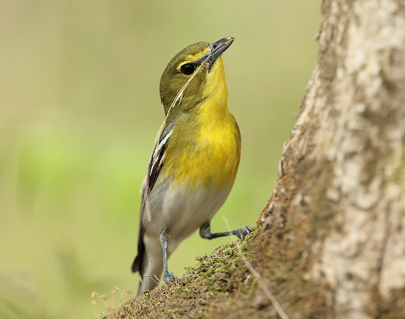 Yellow-throated Vireo Vireo flavifrons