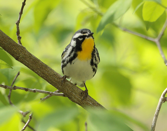 Yellow-throated Warbler  Setophaga dominica