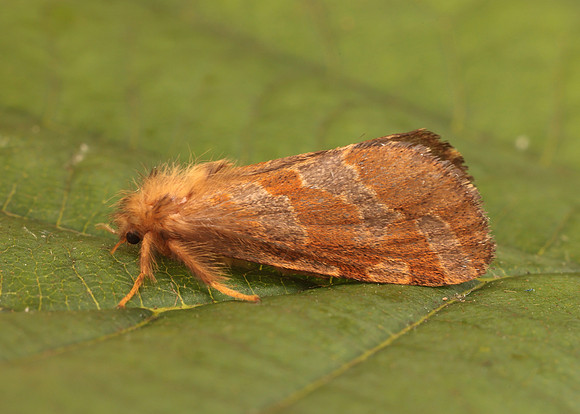 3.004 BF16 Gold Swift Phymatopus hecta