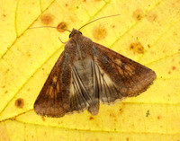 73.076 BF2400 Scarce Bordered Straw Helicoverpa armigera