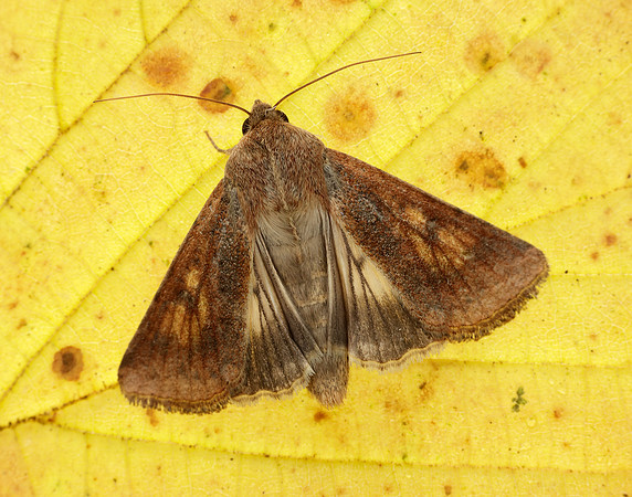 73.076 BF2400 Scarce Bordered Straw Helicoverpa armigera
