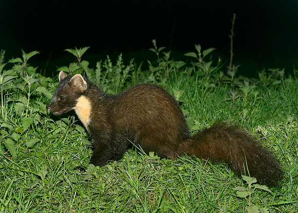 Pine Marten Martes martes
