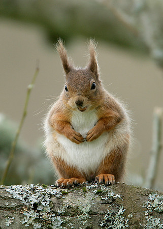 Red Squirrel Sciurus vulgaris