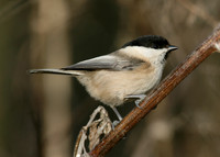 Willow Tit Poecile montanus