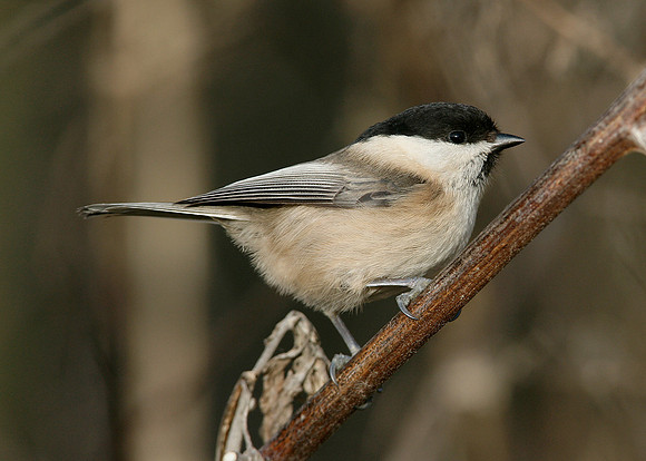 Willow Tit Poecile montanus