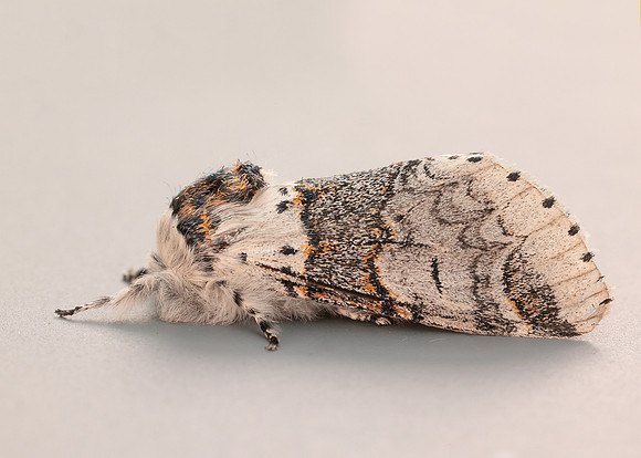 71.005 BF1997 Sallow Kitten Furcula furcula