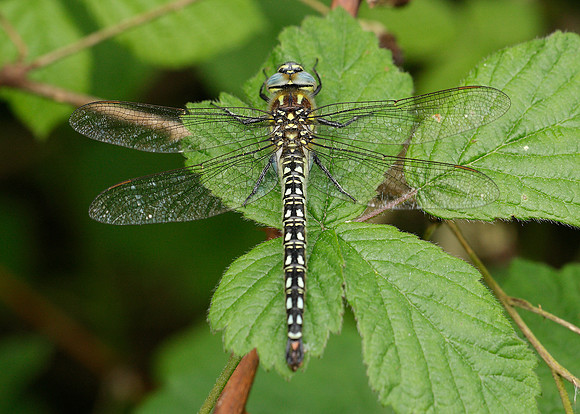 Hairy Dragonfly Brachytron pratense