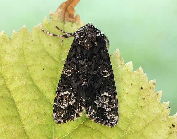 73.047 BF2291 Coronet Craniophora ligustri