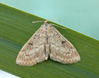 63.020 BF1380 Anania perlucidalis