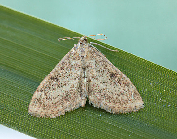 63.020 BF1380 Anania perlucidalis